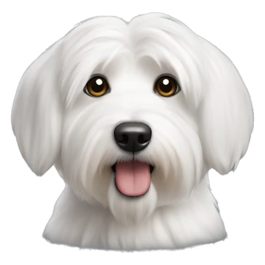 Coton de tulear sticker