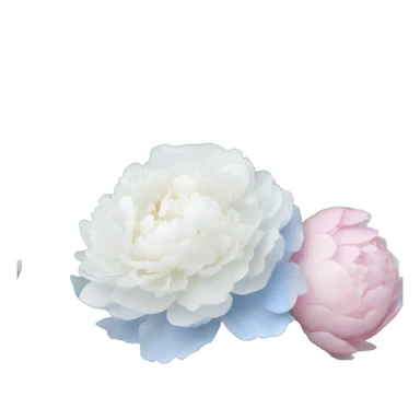 Bouquet of white peonies, baby pink peonies and baby blue hydrangeas  sticker