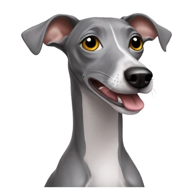 Grey Italian greyhound with a sock in a mouth sticker