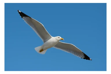 Seagull sticker