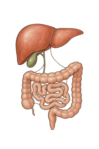 Connessione visiva con linee fegato , intestino e cistifellea sticker