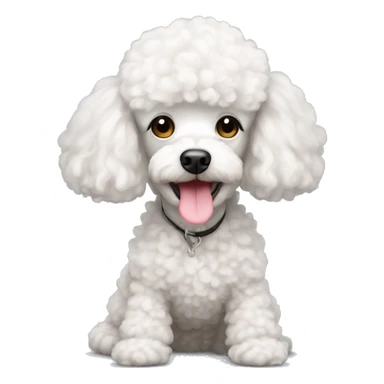 White mini poodle with pinky nose sticker