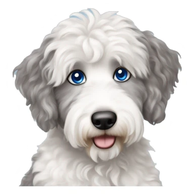 White and gray Aussiedoodle with blue eyes holding coffee sticker