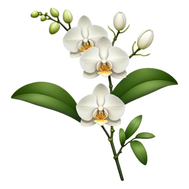 Single elegant orchid stem with several blooms on one stalk and a few green leaves at the base sticker