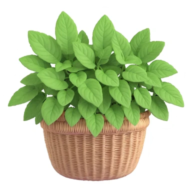 Plectranthus Verticillatus Swedish Ivy with trailing stems and round leaves in a coconut fiber basket sticker