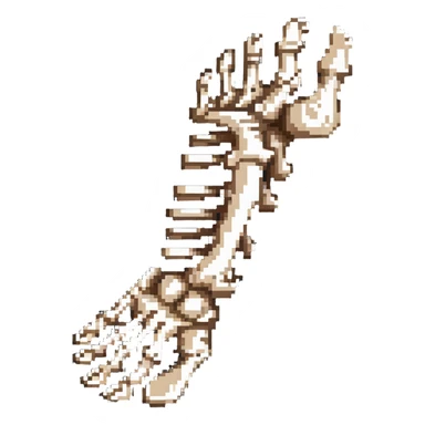 skeleton foot, bones of human foot, anatomical foot bones sticker
