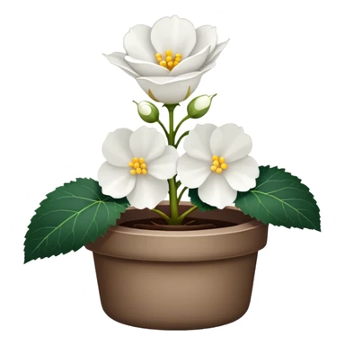super realistic white begonia, singular, no leaf sticker