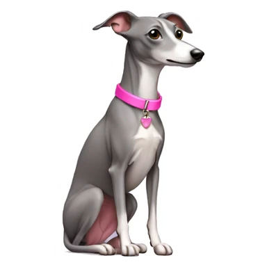 Grey Italian greyhound wearing pink collar sticker