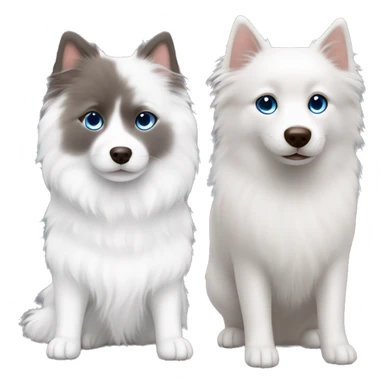One white Japanese spitz with brown eyes and one grey ragdoll cat with blue eyes ￼ sticker