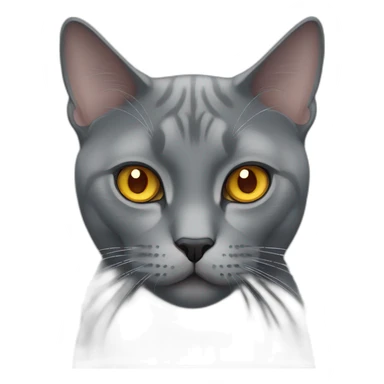 grey british cat with amber eyes sticker