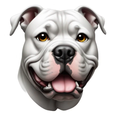 99% Black American Bully with white chin sticker