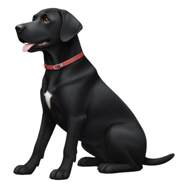 Black Labrador with white patch on belly sticker