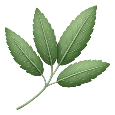 One single leaf of sage sticker