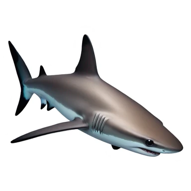 Black tip reef shark sticker