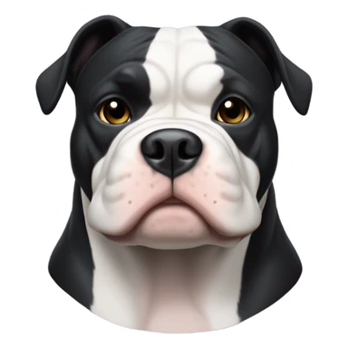 99% Black American Bully with white chin sticker