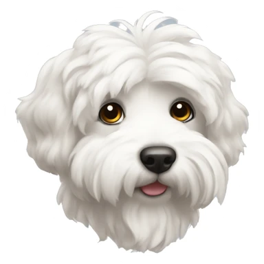 Coton de Tuléar  sticker