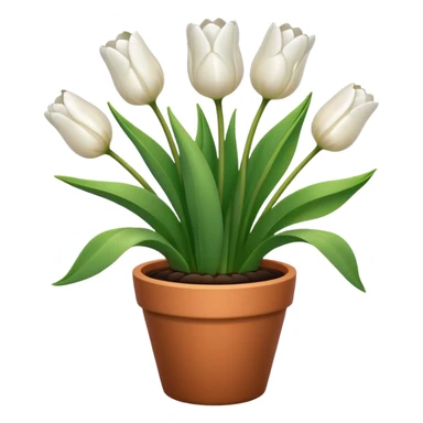 White tulips in pot  sticker