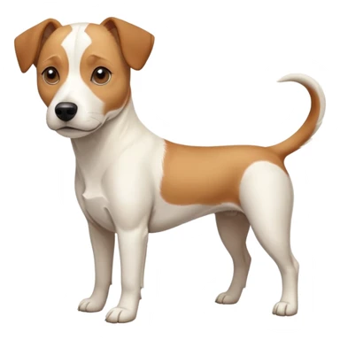 a full body facing front on of a buff white beagle cross jack russell terrier looking dog the size of a kelpie with light brown long ears resting on its face and a light brown patch above one eye and a large snout. the rest of the dog is completely white.  sticker