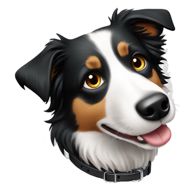 Border collie with Fiona on collar sticker