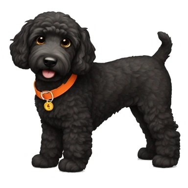 Black golden doodle wearing an orange collar sticker