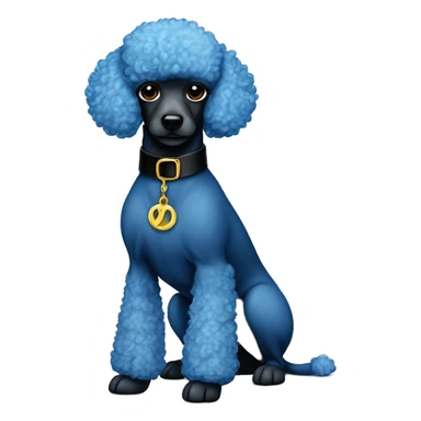A blue miniature poodle that hasn’t really gone through the coat change yet. A shaved face with a black Versace collar sticker