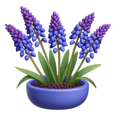 3d rending Realistic Still life, Grape Hyacinth Muscari sticker