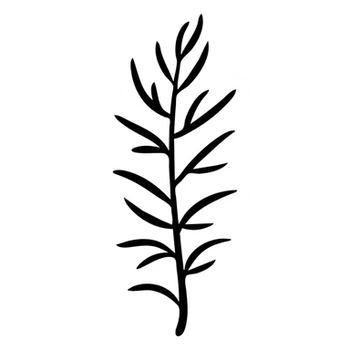 Rosemary herb with needle-like leaves on stems, botanical illustration sticker