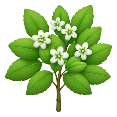 A small bush with round leaves and tiny budding flowers.









































 sticker