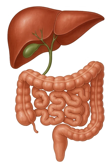 Connessione, fegato , intestino e cistifellea sticker