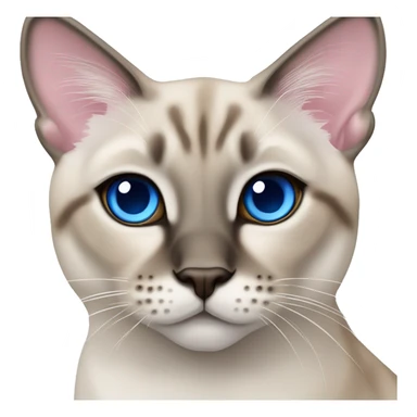Lynx point Siamese with crossed blue eyes and pink nose sticker