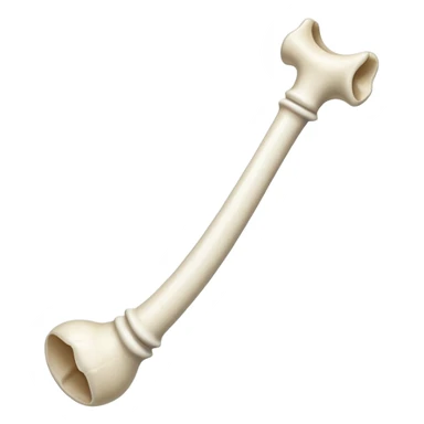singular long anatomic bone sticker