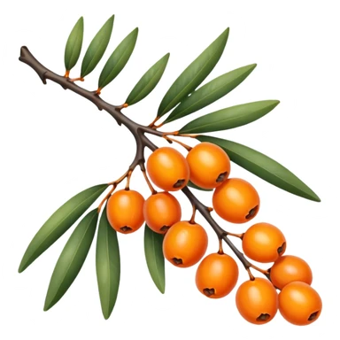 sea buckthorn branch with orange berries sticker