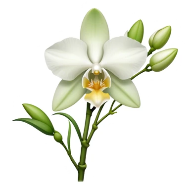 single white Dendrobium Orchid flower, stem sticker