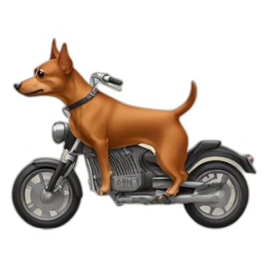 caramel-color-pinscher-dog-driving-a-motorcycle sticker