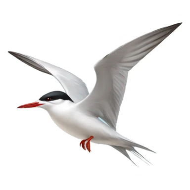 Common tern  sticker