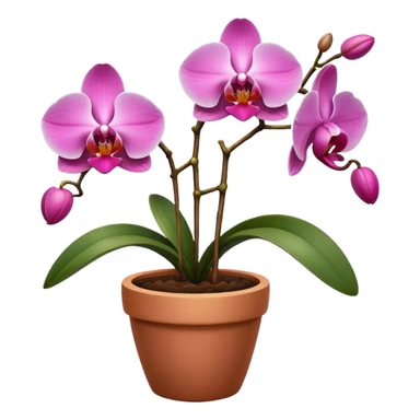 pink Orchid in a clay pot sticker