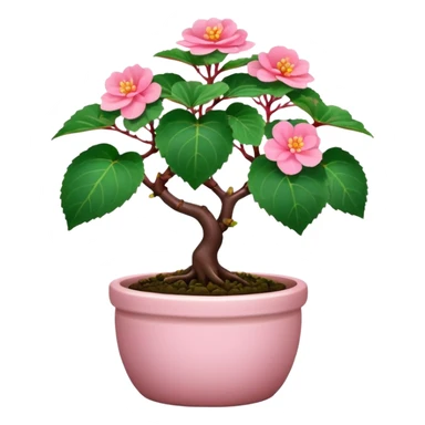 Begonia bonsai sticker