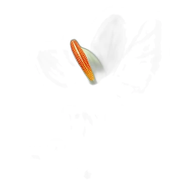 anthurium regale sticker