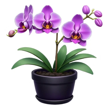 Purple Orchid in a black pot sticker