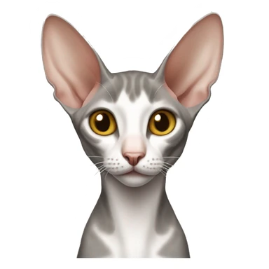 Oriental Shorthair Cat sticker