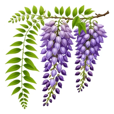 Wisteria raceme with mixed blooming stages - some flowers fully open in purple, others still in bud stage, hanging gracefully with green leaves sticker