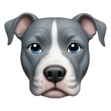 Blue nose grey pitbull with full grey face and blue eyes  sticker