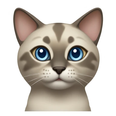 Thai breed cat with a light cream -brown body, dark gray-brown face, ears, and paws. Short fur, sharp ears, striking light blue eyes  sticker