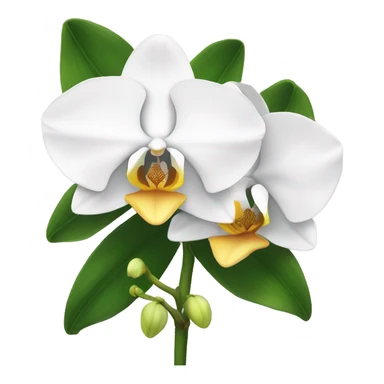classic white orchid with yellowish core with buds and leaves sticker