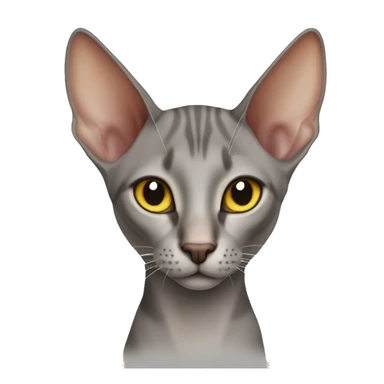 Oriental shorthair cat sticker