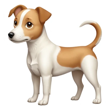 a full body facing front on of a buff white beagle cross jack russell terrier looking dog the size of a kelpie with light brown long ears resting on its face and a light brown patch above one eye and a large snout. the rest of the dog is completely white.  sticker