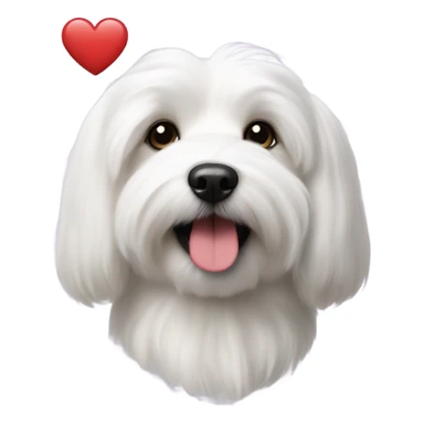 Coton de Tulear dog with heart sticker