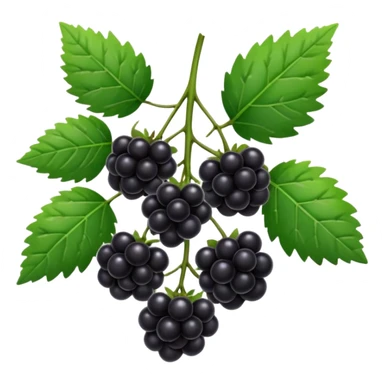 blackberry plant sticker