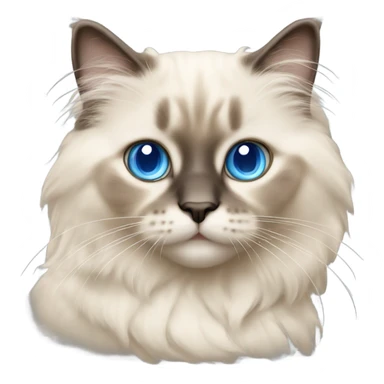 beige baby ragdoll cat with blue eyes sticker