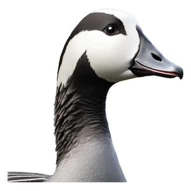 Barnacle goose sticker
